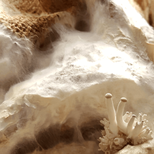 pinning oyster mushroom mycelium